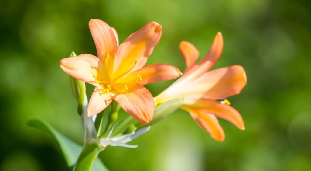 Clivia miniata fleur