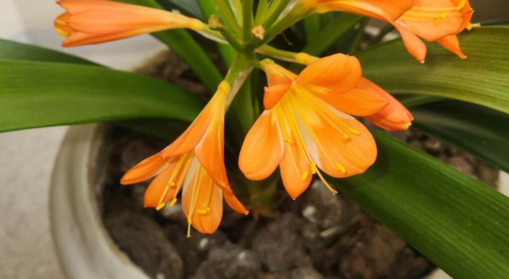 clivia plante