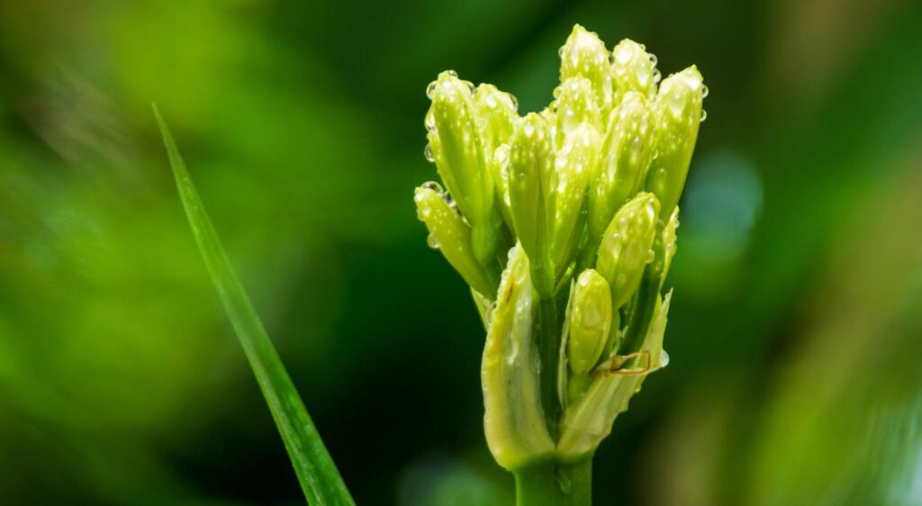 Clivia miniata plant