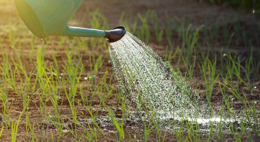 faut il arroser les oignons​