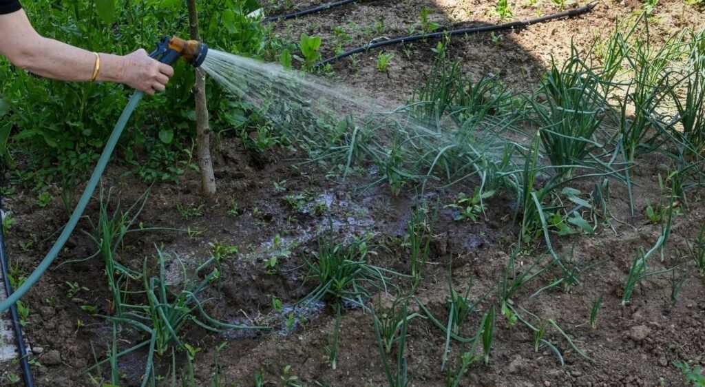 faut il arroser les oignons Ă la plantation