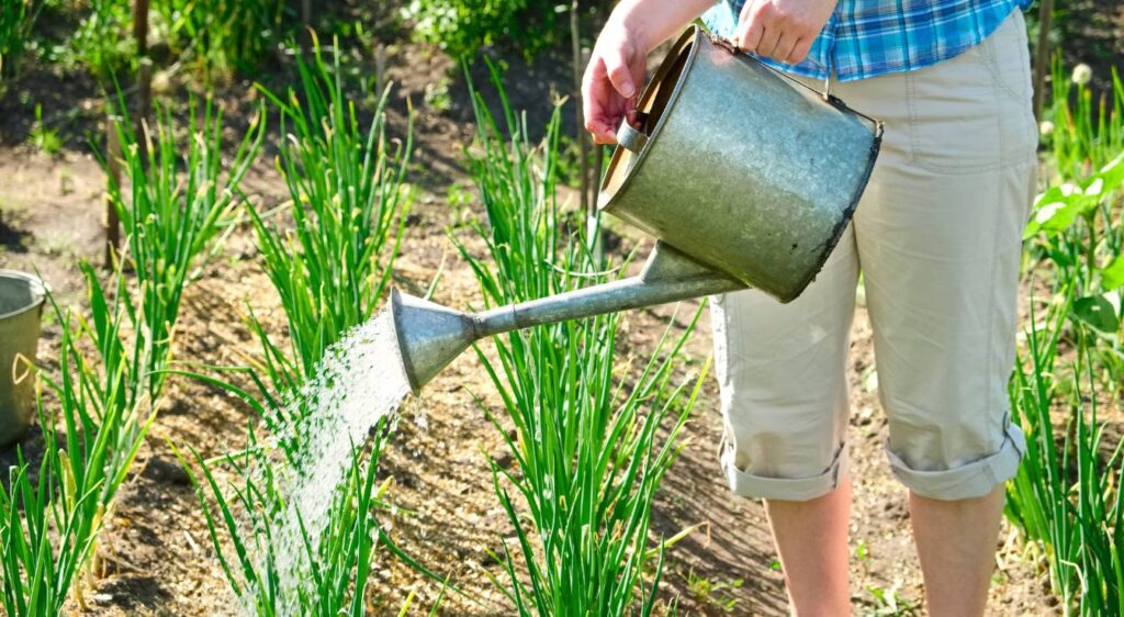 faut-il arroser les oignons​