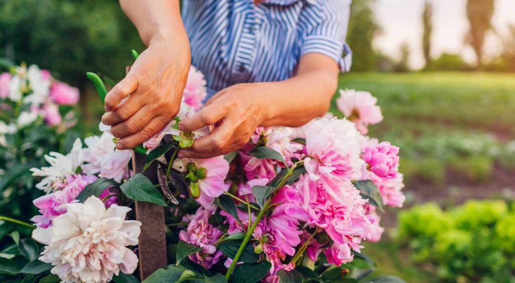 Conserver les pivoines coupées