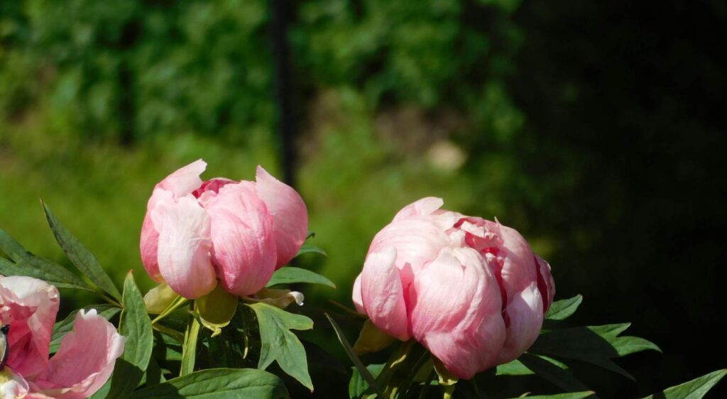 Combien de temps dure la floraison des pivoines