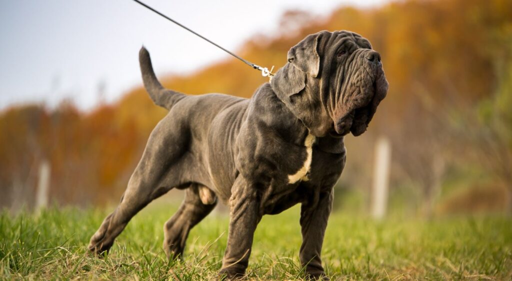 Mastiff