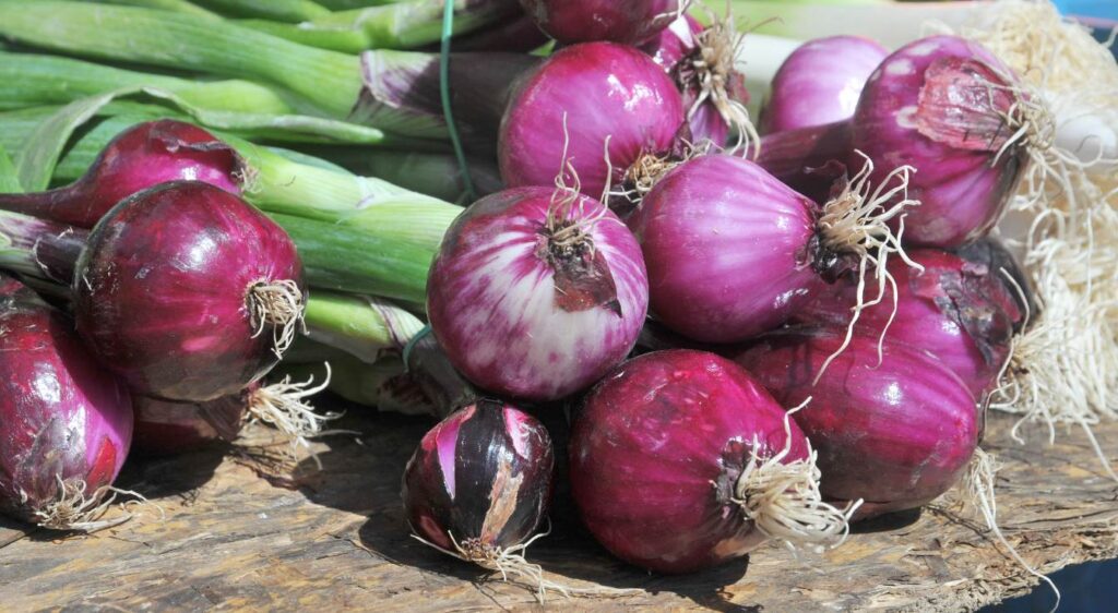 Variétés d'oignons