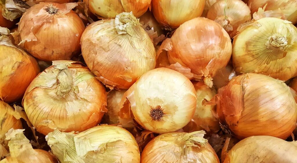 Variétés d'oignons