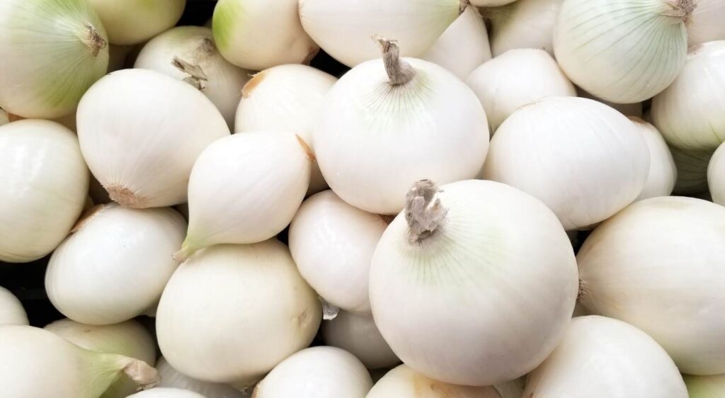 Variétés d'oignons