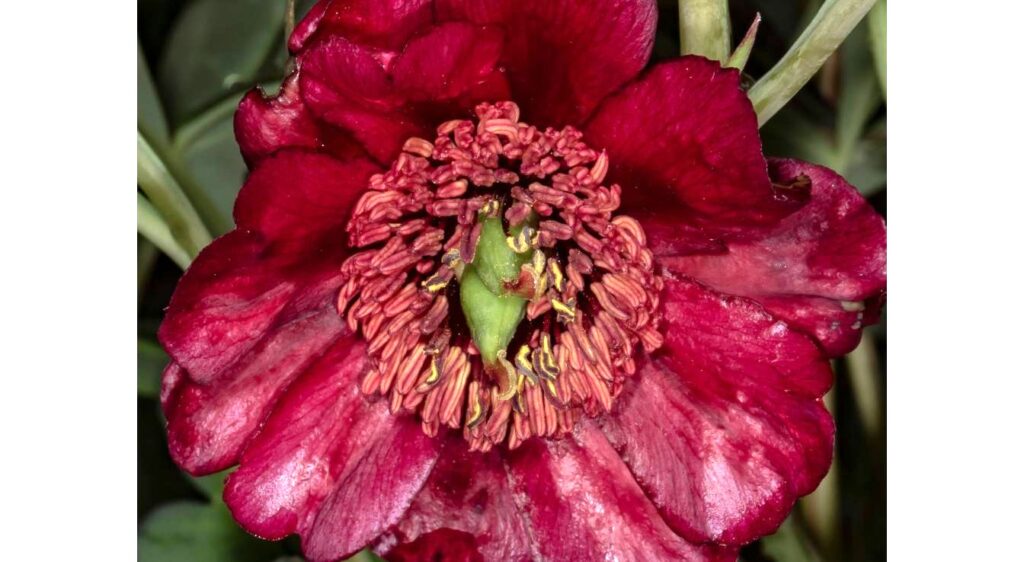 Paeonia delavayi fleur