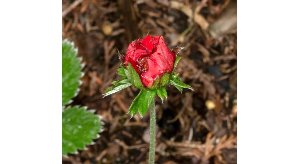 Paeonia delavayi rouge