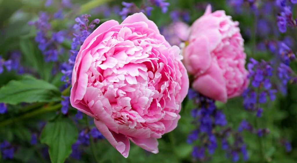 Pivoine 'Sarah Bernhardt'