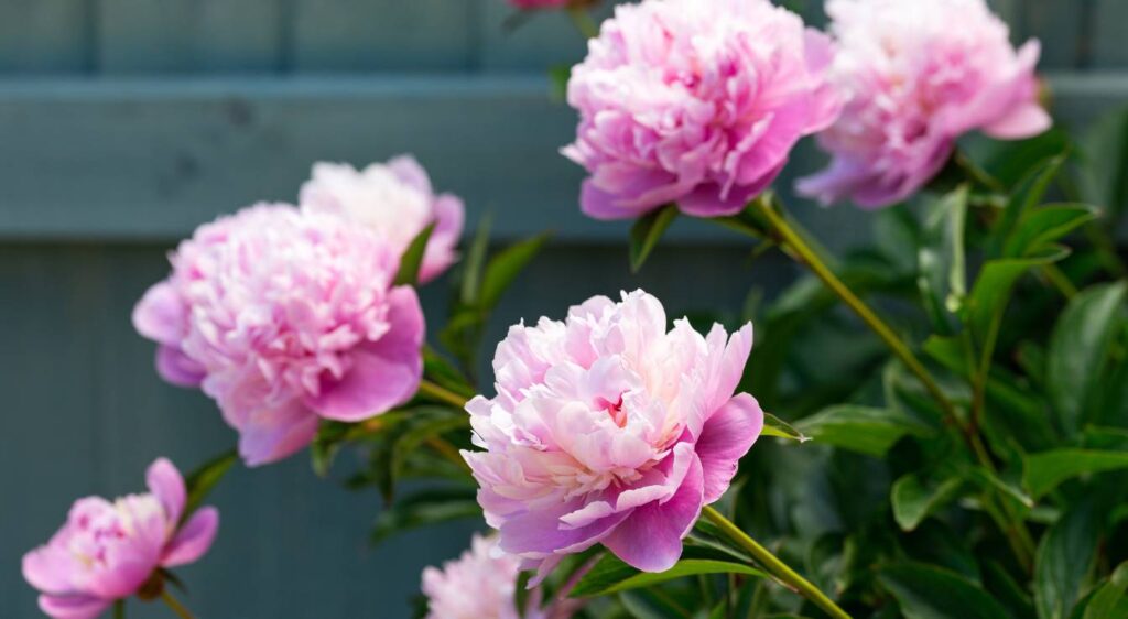 Pivoine 'Sarah Bernhardt'