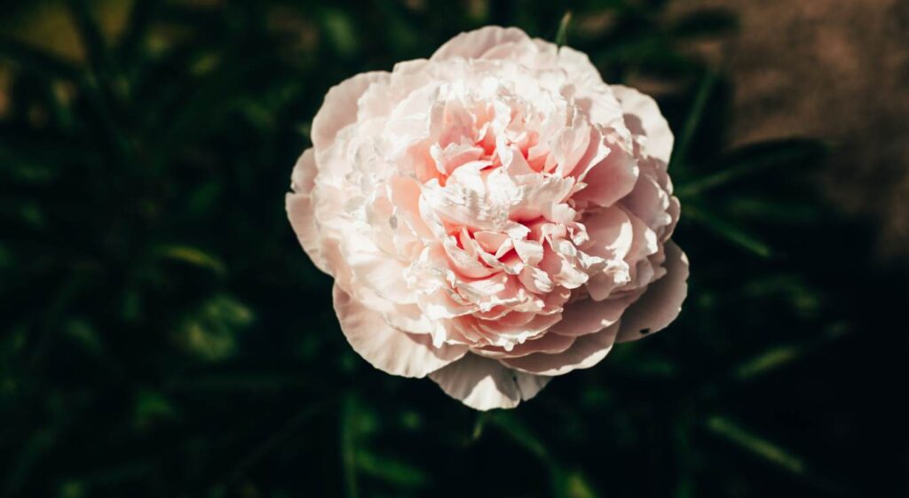 pivoine rose pâle à planter