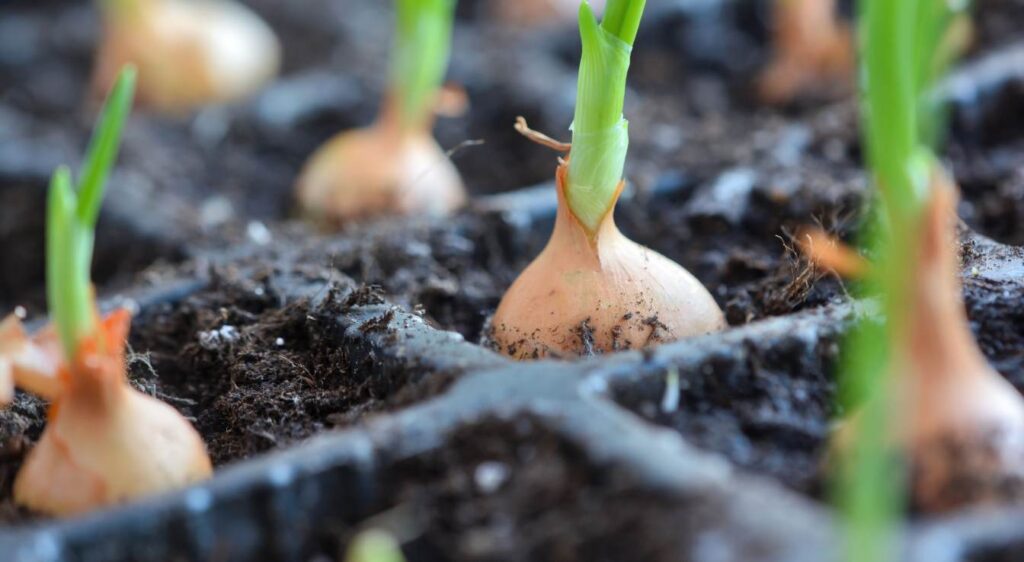 quand planter les oignons