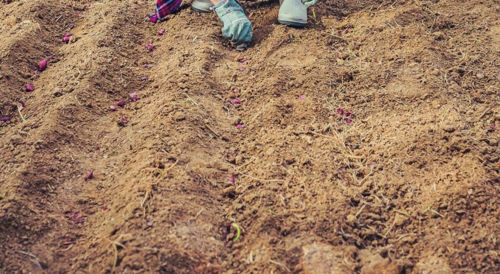 comment planter les oignons