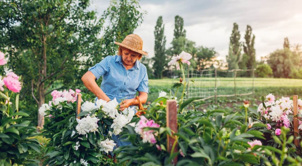 Quand tailler la pivoine