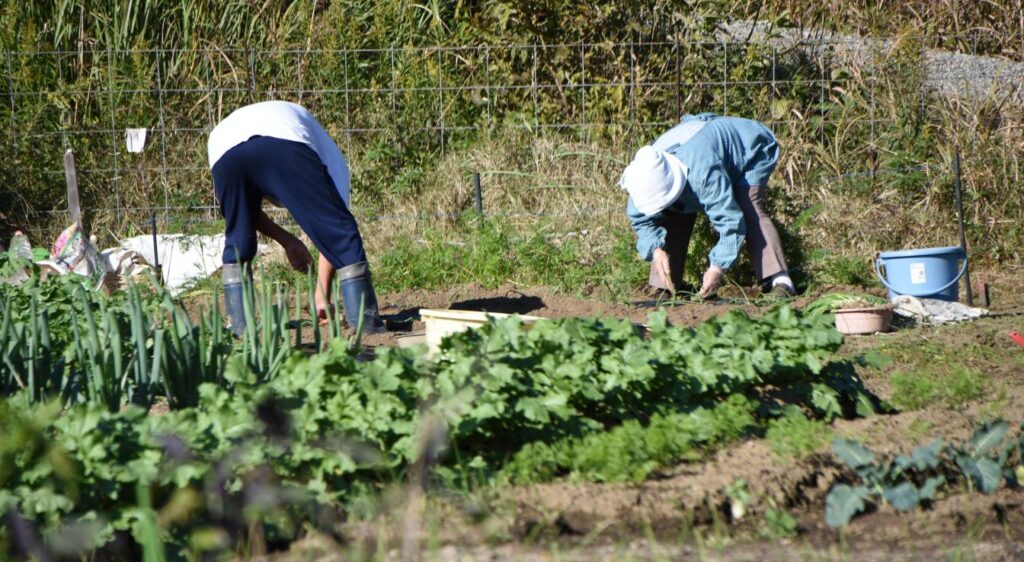 Que planter à côté des oignons