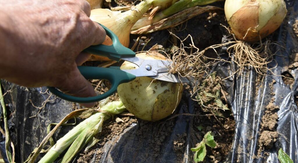 Récolte de l'oignon