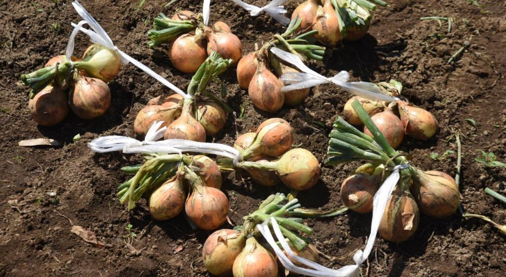 Récolte de l'oignon