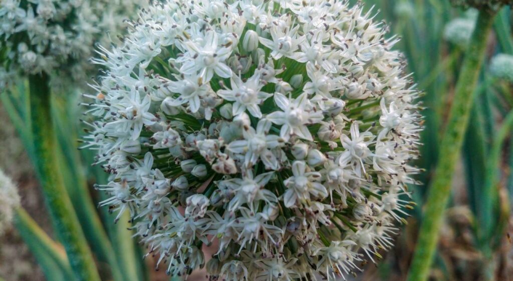 allium sativum