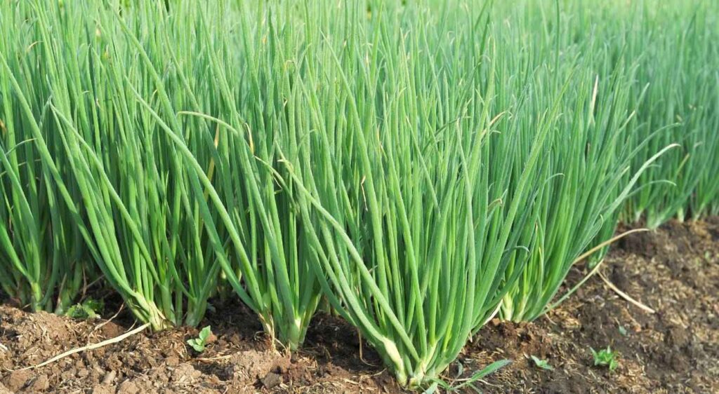 quand faut il arracher les échalotes