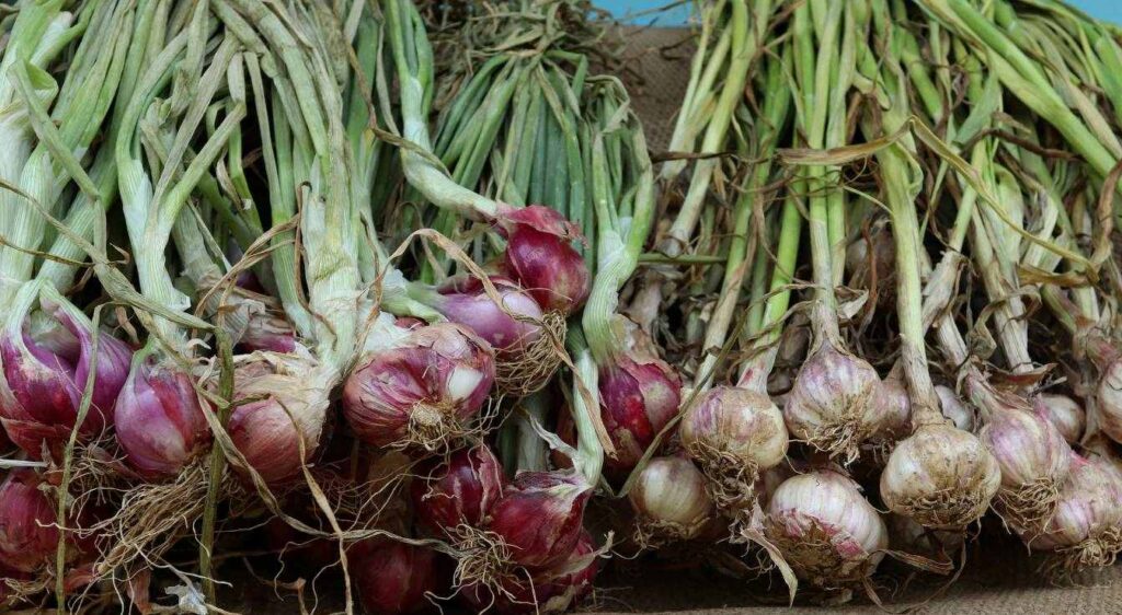 a quel moment arracher les échalotes