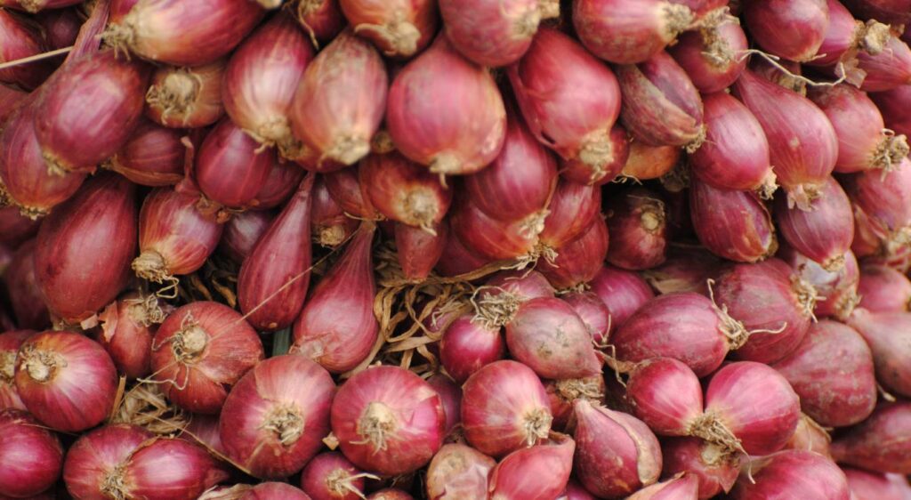 quand arracher les échalotes avec la lune