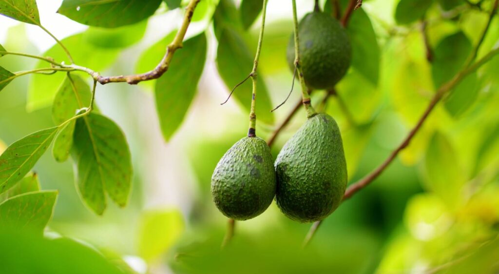 avocat fruit