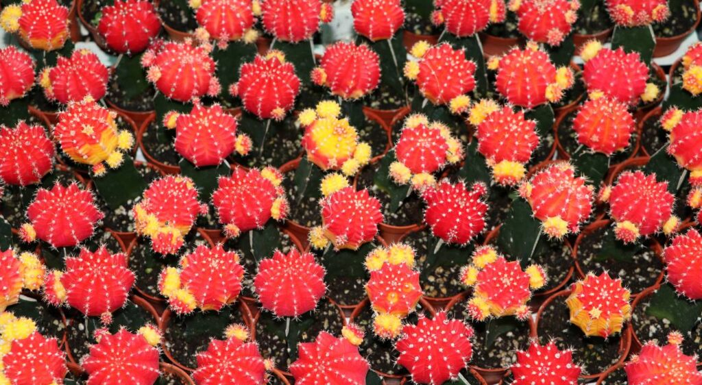 cactus rouges