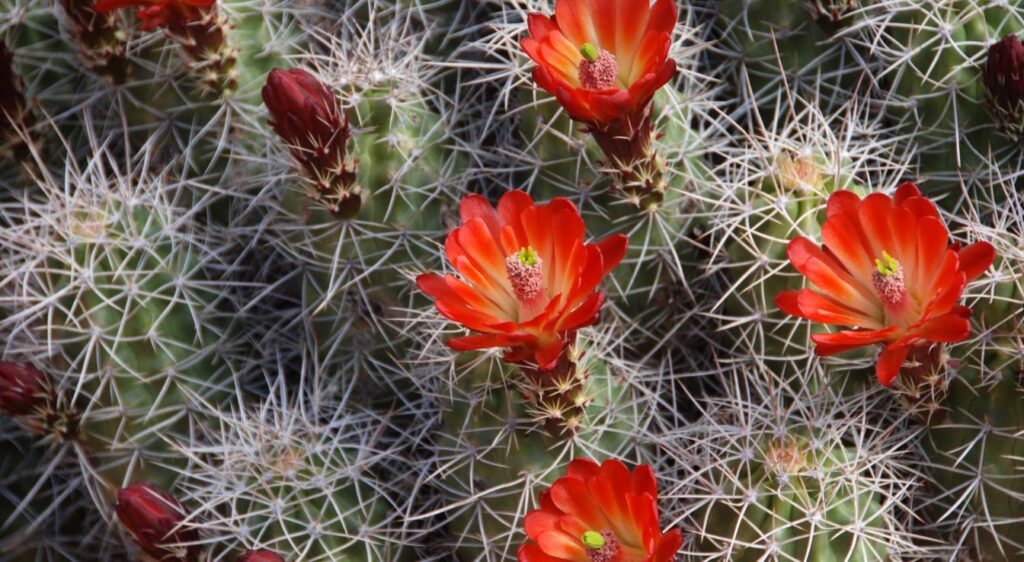 cactus à fleurs rouges