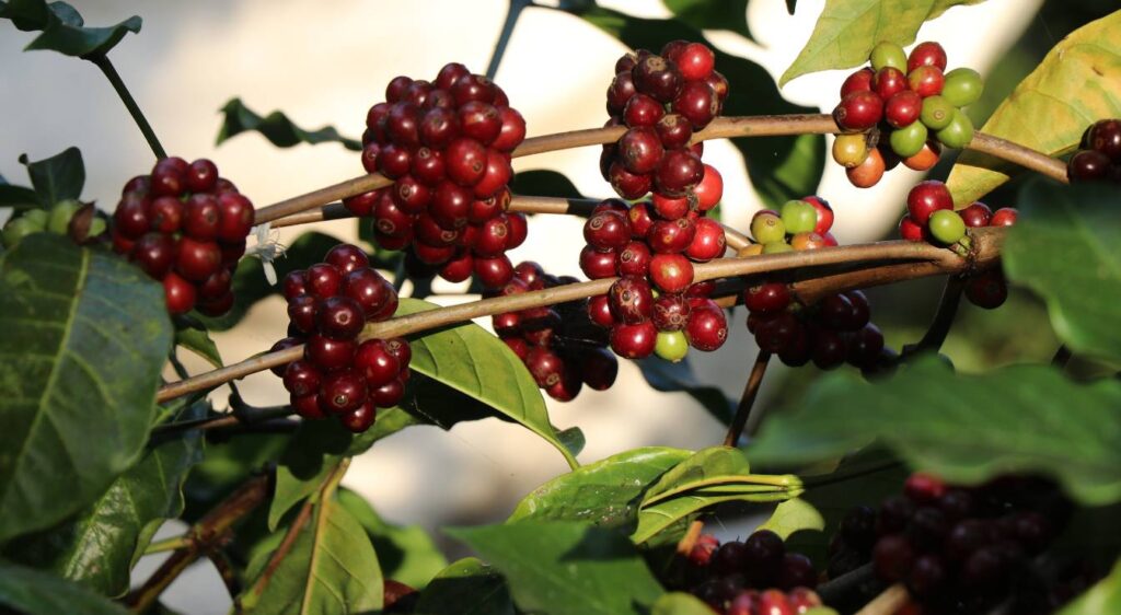 caféier Robusta