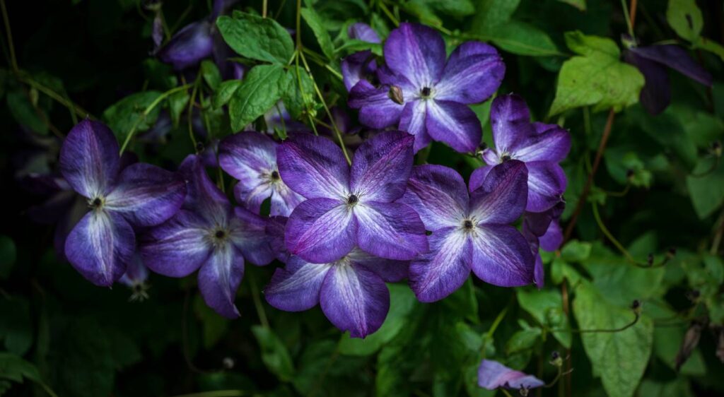 clématite grimpante