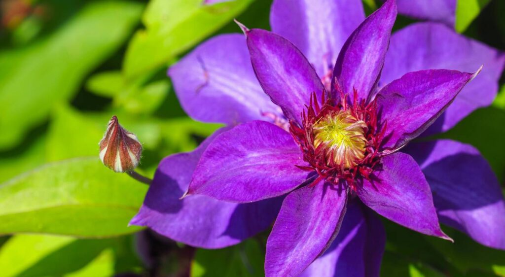 clématite grimpante