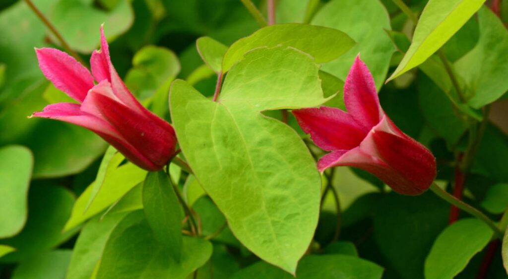 clématite grimpante