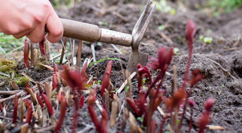 entretien de la pivoine