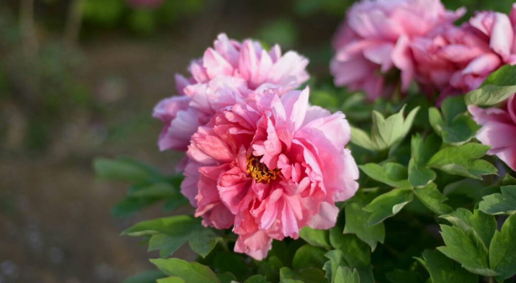 entretien de la pivoine