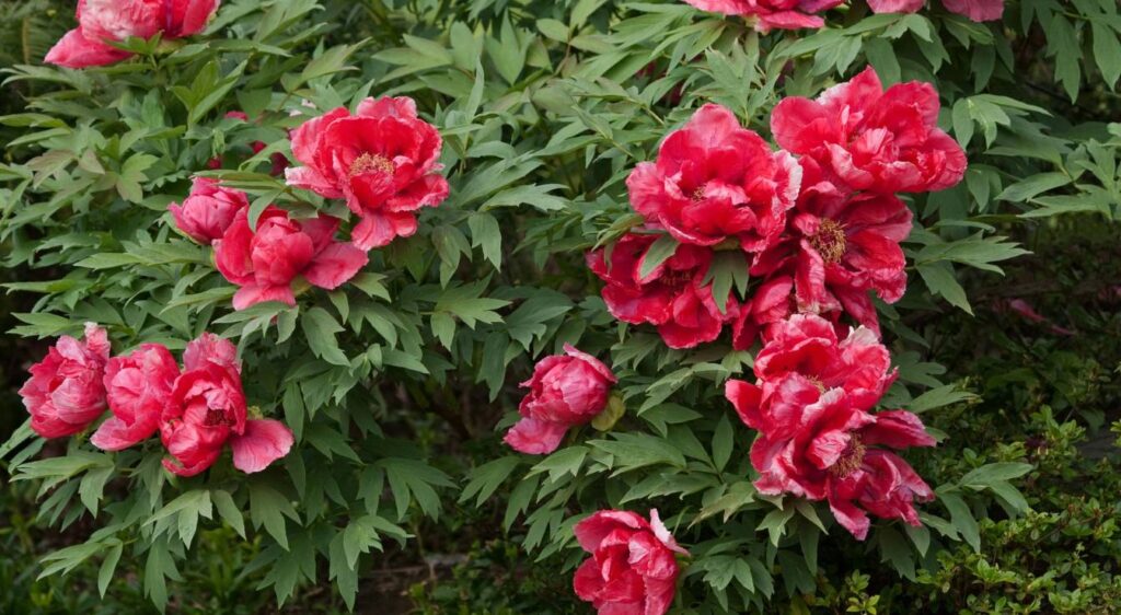 entretien de la pivoine