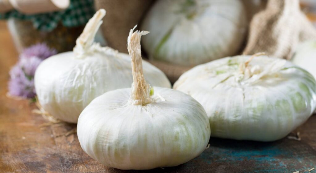 oignon doux