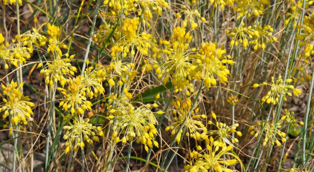 oignons jaunes fleurs