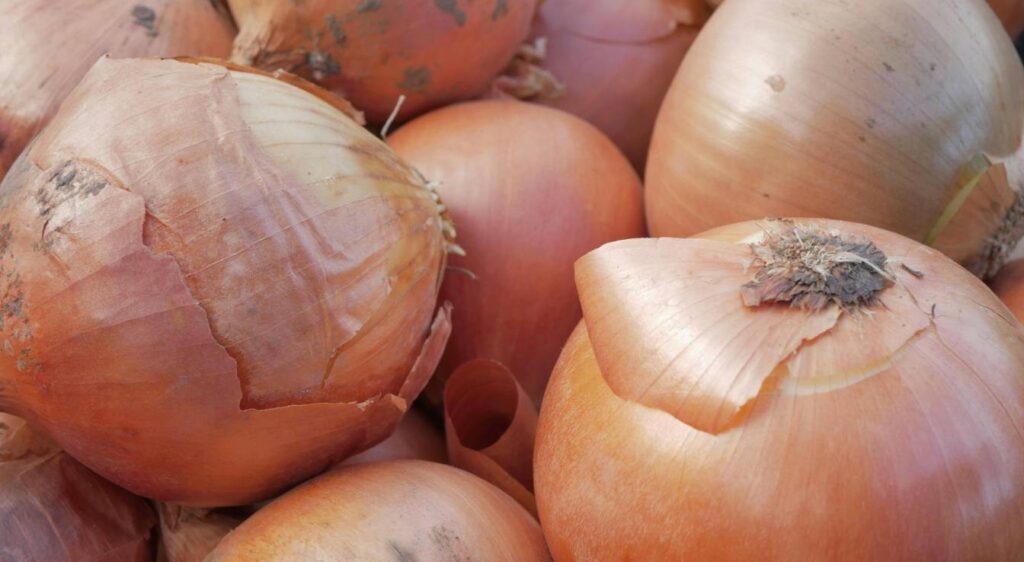 oignons jaunes