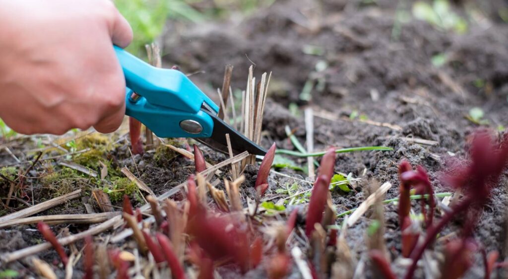 pivoine blanche et rose