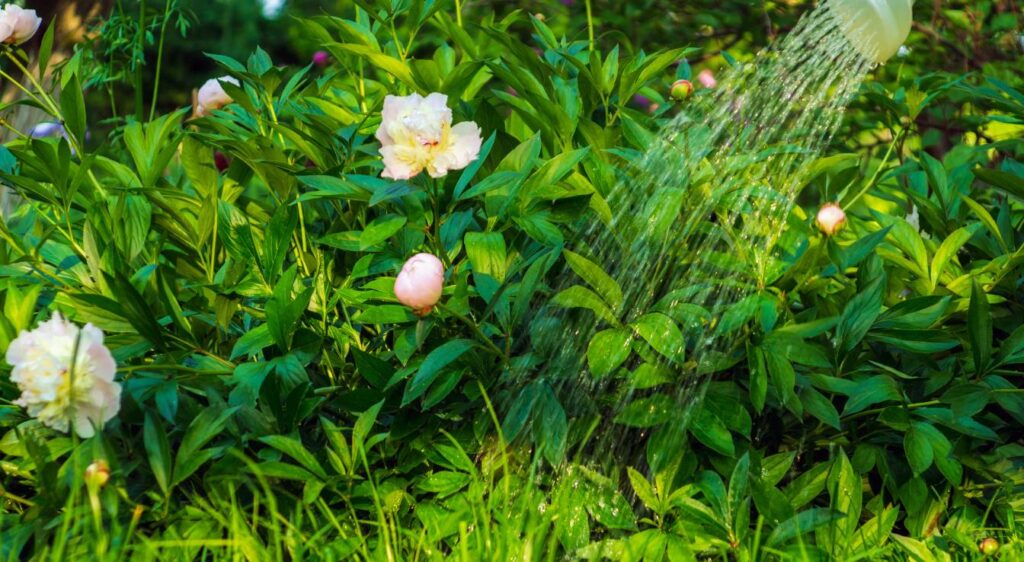 pivoine blanche et rose
