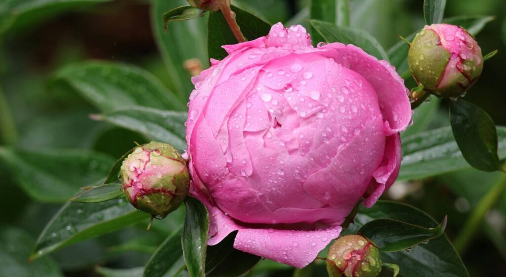 pivoine blanche et rose