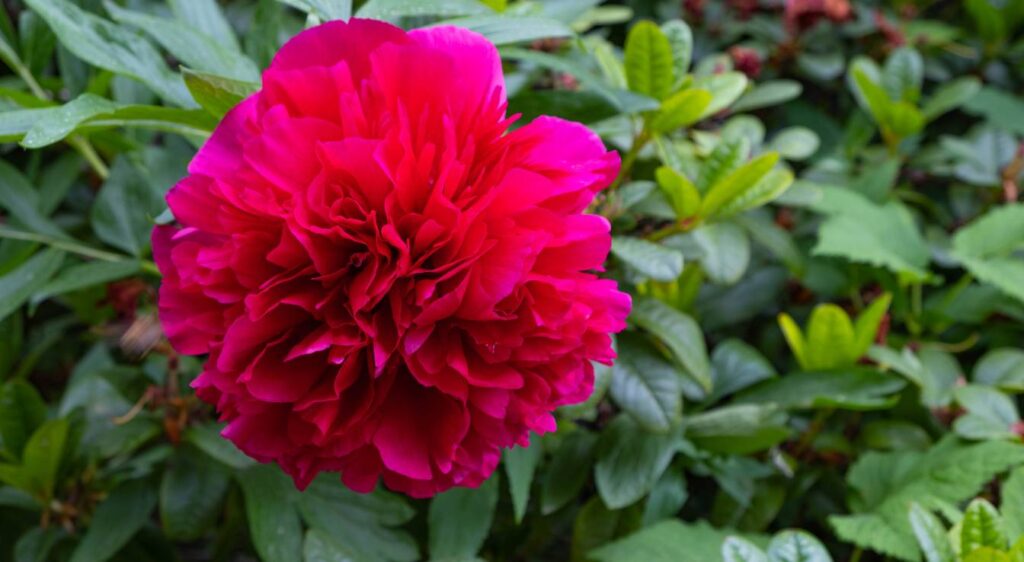 pivoine bordeaux
