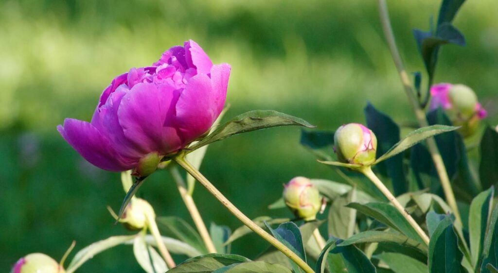 pivoine japonaise violette