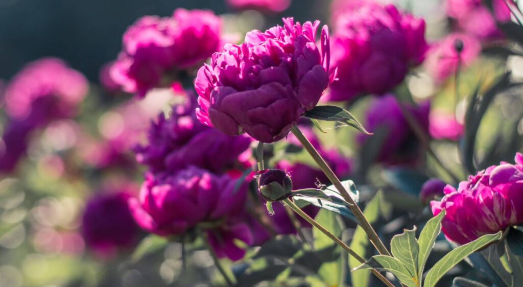 pivoine violette