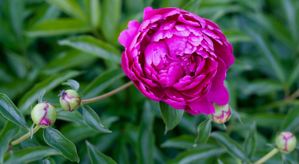 pivoine violette