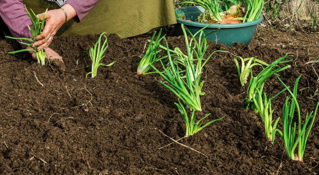 planter les oignons avec la lune