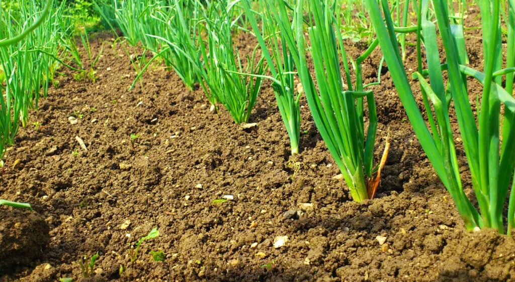 planter les oignons avec la lune