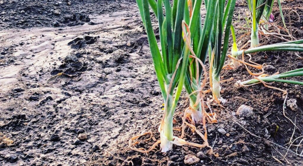 planter les oignons avec la lune